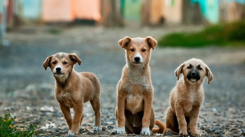 Imagen de archivo de tres cachorros de perro. (Créditos: Free-Photos/Pixabay)