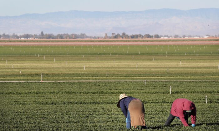 EL CENTRO, CALIFORNIA - JANUARY 25: Farm workers pull weeds in a field of organic spinach growing near the U.S.-Mexico border on January 25, 2019 near El Centro, California. The U.S. government has been partially shut down, leaving many government workers without pay as President Donald Trump battles congress for $5.7 billion in funding to build walls along the U.S.-Mexico border to prevent people from illegally crossings into the United States. Today President Trump agreed to end the shutdown.  (Photo by Scott Olson/Getty Images)