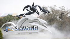 SeaWorld Orlando cambiará su tradicional espectáculo con orcas por un programa más educativo