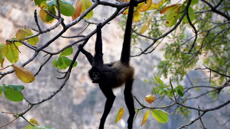 Fotografía fechada el 11 de diciembre de 2019, que muestra un ejemplar de mono araña (Ateles), con su cría de tres meses en el municipio de Chiapa de Corzo en el estado de Chiapas (México).  (EFE/Carlos López)