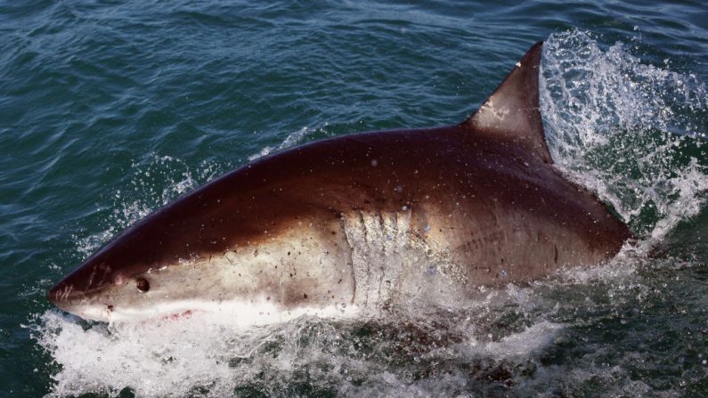 Foto de archivo de un gran tiburón blanco. (Créditos: Dan Kitwood/Getty Images)