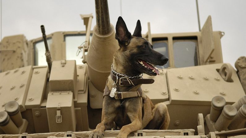 Jackson, el perro militar de la Fuerza Aérea de los Estados Unidos, se sienta en un vehículo de combate M2A3 Bradley del Ejército de los Estados Unidos antes de salir en una misión en Kahn Bani Sahd, Irak, el 13 de febrero de 2007. Su adiestrador es Tech. Harvey Holt, del 732º Escuadrón de Fuerzas de Seguridad Expedicionarias. (Sargento Stacy L. Pearsall de la Fuerza Aérea de los Estados Unidos)