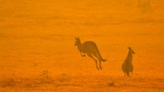 Equipes de zoológicos australianos enfrentam incêndios florestais e protegem centenas de animais em Nova Gales do Sul
