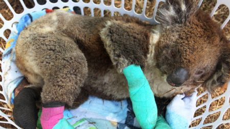 Filho do caçador de crocodilos Robert Irwin revela com tristeza a situação dos coalas nos incêndios florestais na Austrália