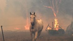 Expertos estiman que 1000 millones de animales murieron en los incendios forestales de Australia