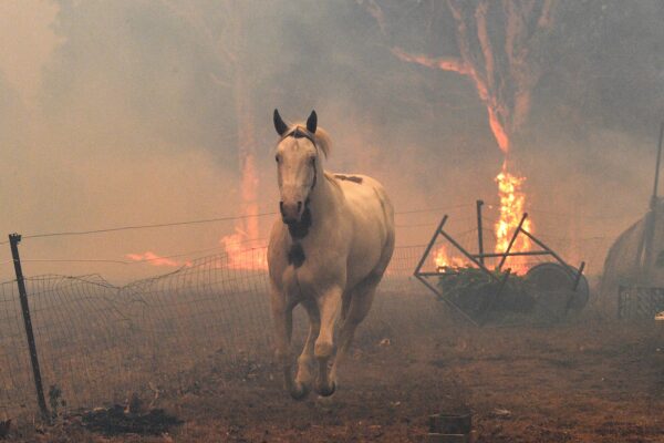 Esta foto tomada el 31 de diciembre de 2019 muestra un caballo intentando huir de los incendios forestales en una propiedad residencial cerca de la ciudad de Nowra en el estado australiano de Nueva Gales del Sur. (SAEED KHAN/AFP a través de Getty Images)