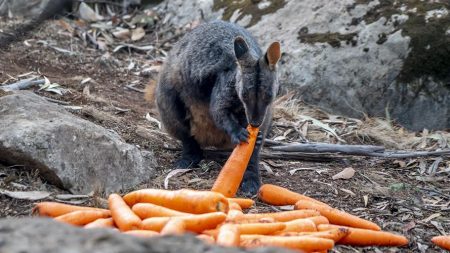 Australia lanza desde helicópteros comida a animales afectados por incendios