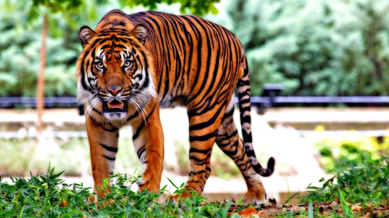 Entonces, un tigre corrió hacia el pueblo y directamente al patio de Zan. (Pixnio/ CC0)