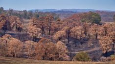 Australia extiende el estado de desastre en las zonas afectadas por incendios