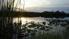 Gobernador DeSantis logra acuerdo de compra que protege franja de los Everglades de la exploración petrolera