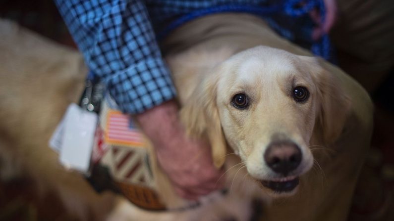 Un veterano discapacitado de la Marina de Estados Unidos, James Sutherland, que tiene un trastorno de estrés postraumático, acaricia su perro de servicio Derby (JIM WATSON/AFP a través de Getty Images)