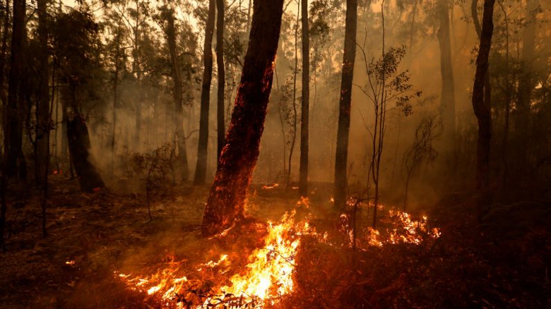 Em 5 de janeiro de 2020, ainda existem incêndios ocasionais entre Orbost e o rio Cann na Rodovia Princes, na Austrália (Darrian Traynor / Getty Images)