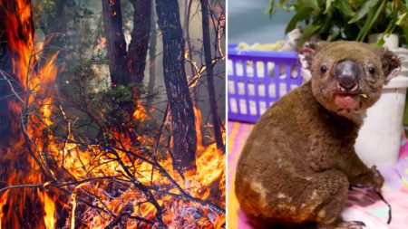 Conheça os dois cães heróis que resgataram coalas dos incêndios florestais na Austrália