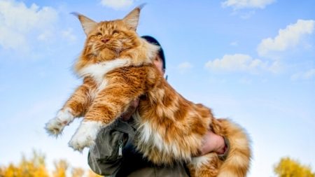 Conheça Samson, o maior gato da cidade de Nova Iorque, que pesa 13 kg e mede dois metros de comprimento