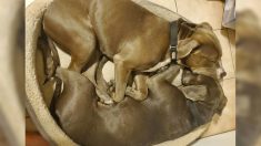 La tierna imagen inseparable de 2 pitbulls rescatados se vuelve viral y los lleva a una adopción juntos