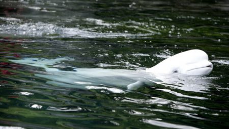 Incríveis filmagens capturam baleias beluga cantando música para rapaz que passeava de caiaque