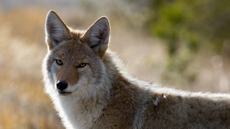 Capturan coyote en Chicago que podría haber mordido a un niño de seis años