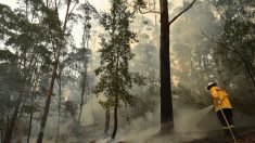 Incendios forestales en Australia no son causados por el cambio climático, dice experto