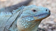 Servicio meteorológico pronostica caida de iguanas por el frío en Miami