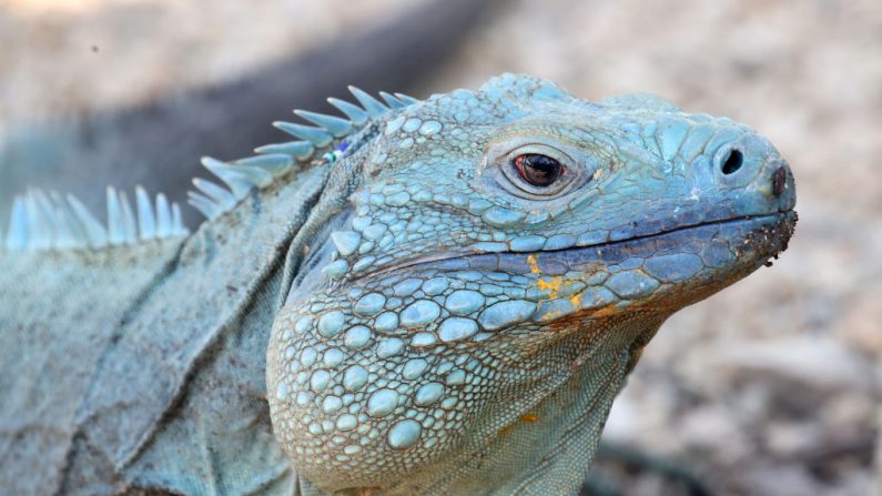 Imagen de archivo de una iguana azul. (Chris Jackson-WPA Pool/Getty Images)