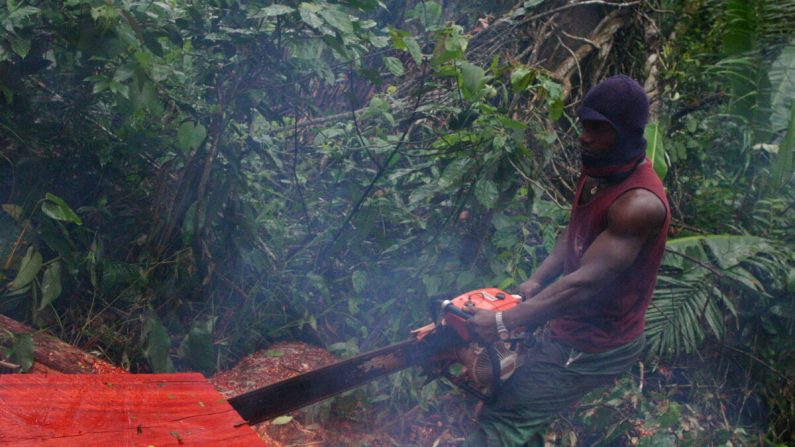 Un leñador corta un tronco de madera en la selva tropical del Camerún en Ndimako, Región Oriental, el 18 de abril de 2017. Gran parte de la madera de esta parte del país termina en China. (Amindeh Blaise Atabong para The Epoch Times)