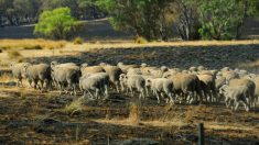 Border Collie salva rebanho de 900 ovelhas, afastando-as dos incêndios violentos na Austrália