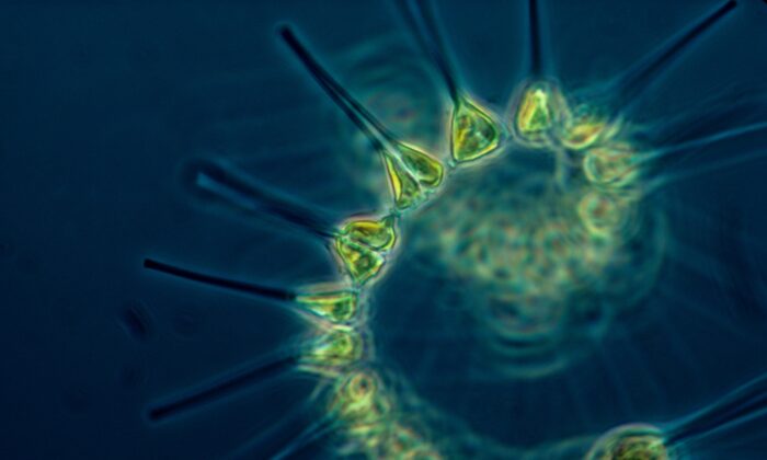 Foto de archivo del fitoplancton. (NOAA/Unsplash)