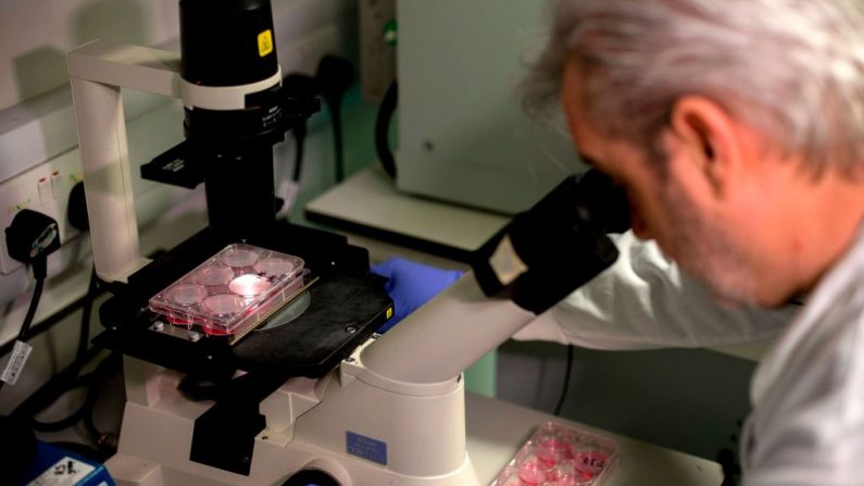 El doctor Paul McKay, que está trabajando en una vacuna para la cepa 2019-nCoV del nuevo coronavirus, Covid-19, posa para una fotografía usando un microscopio para observar bacterias que contienen fragmentos de ADN de coronavirus, Covid-19, en un laboratorio de investigación en la Imperial College School of Medicine (ICSM) en Londres (Inglaterra) el 10 de febrero de 2020. (TOLGA AKMEN / AFP / Getty Images)