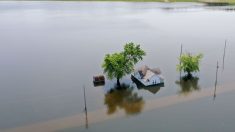 Mississippi en estado de emergencia por temor a grandes inundaciones después de fuertes lluvias