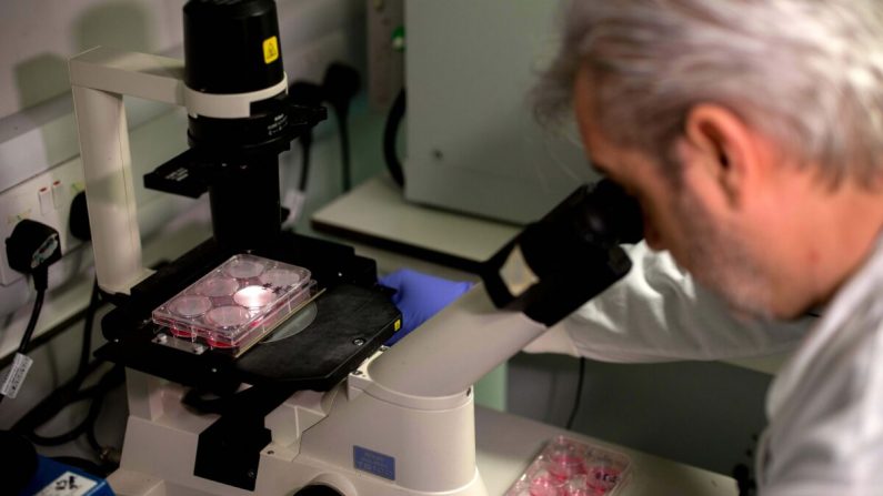 Un médico usa un microscopio para observar las bacterias que contienen fragmentos de ADN del coronavirus en un laboratorio de investigación en la Escuela de Medicina del Imperial College (ICSM) en Londres el 10 de febrero de 2020. (Tolga Akmen/AFP a través de Getty Images)
