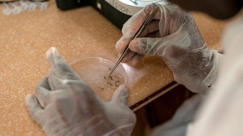 Un trabajador del Centro de Investigación de Entomología toma un mosquito para analizarlo y detectar la presencia del parásito de la malaria en Obuasi, en la región de Ashanti, el 1 de mayo de 2018. (Imagen de CRISTINA ALDEHUELA/AFP a través de Getty Images)
