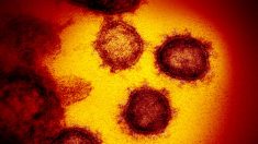 Se esperan más casos de coronavirus en Italia y la UE en los próximos días, advierten CDC europeos