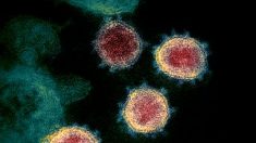 El 80% de las muertes por el virus del PCCh ocurren a personas de 65 años o más, según los CDC