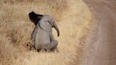 Elefante bebé perezoso cansado de andar hace la rabieta más bonita de la historia