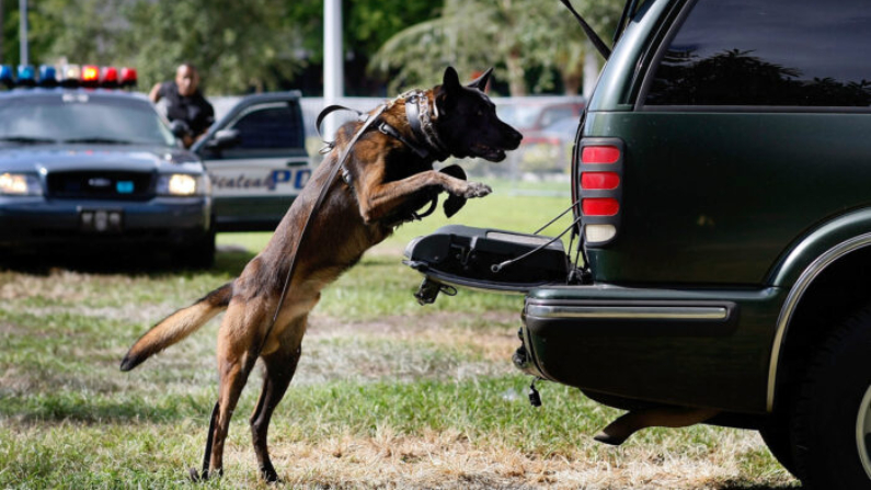 Imagen ilustrativa de un perro policía. (Getty Images)