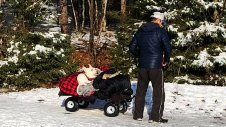 «Ella haría lo mismo por mí»: la foto de un hombre llevando a un perrito paralizado se vuelve viral