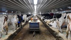 Suministro de carne de EE.UU. está en su punto máximo por la demanda interna y de China