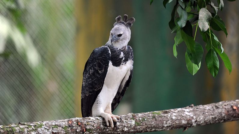 Águila arpía (Harpia harpyja) 'Panamá', se posa en una rama en la Cumbre del Zoológico en las afueras de la Ciudad de Panamá el 17 de junio de 2013. (RODRIGO ARANGUA/AFP/ Getty Images)
