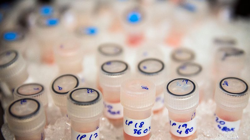 Los frascos que contienen muestras biológicas se almacenan en hielo para mantenerlos frescos antes de ser analizados para ver cómo se ven afectados por las drogas de quimioterapia en el Instituto Cambridge de Investigación del Cáncer del Reino Unido el 9 de diciembre de 2014 en Cambridge, Inglaterra. (Foto de Dan Kitwood/Getty Images/Cancer Research UK)
