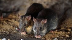 Emiten alerta sanitaria por virus transmitido por roedores que ha dejado al menos 4 muertos en EE.UU.