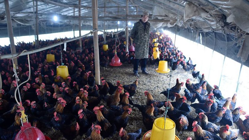 Un trabajador mira los pollos en una granja avícola en Hefei, en la provincia de Anhui, al este de China, el 20 de noviembre de 2015. (STR/AFP vía Getty Images)