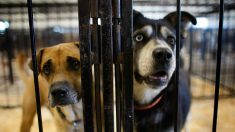 Proyecto de ley promete USD 100 en créditos fiscales para gente que adopte perros y gatos en el estado de Nueva York