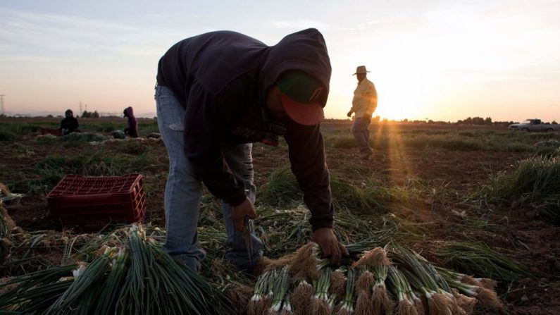 Los jornaleros cosechan cebollinos en un campo en el Valle de Mexicali, estado de Baja California, México, junto a la frontera México-Estados Unidos, el 10 de agosto de 2017. (GUILLERMO ARIAS/AFP a través de Getty Images)

