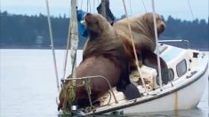 Video: Dos leones marinos gigantes «toman prestado» un barco frente a las costas de Washington