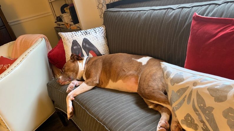 Greta descansando en el sofá. Greta es el perro de apoyo emocional de Vincent Veale.  (Cortesía de Vincent Veale)