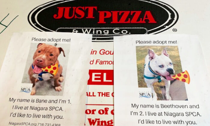 La franquicia de Just Pizza & Wing Co. en Amherst, Nueva York, se ha unido a la Sociedad de Niágara para la Prevención de la Crueldad hacia los Animales (SPCA) para hacer algo bueno por los perros abandonados. (Foto cortesía de Niagara SPCA)