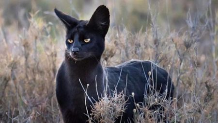 Fotógrafo captura un gato serval negro extremadamente raro en África y causa conmoción