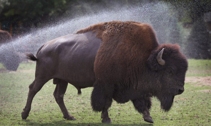 El icónico bisonte, parte del poema de América. (Scott Olson/Getty Images)