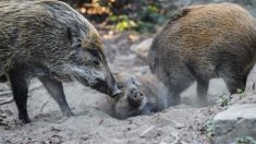 China informa de nuevos casos de peste porcina africana en jabalíes salvajes