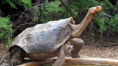 Tortuga de Galápagos de casi 130 años que salvó a su especie de la extinción, se jubila